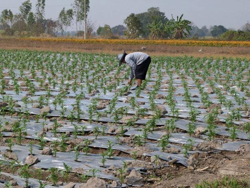 Petani di lahan yang ditutup plastik mulsa