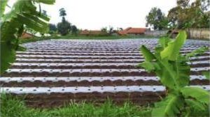 Farmland covered with mulch film
